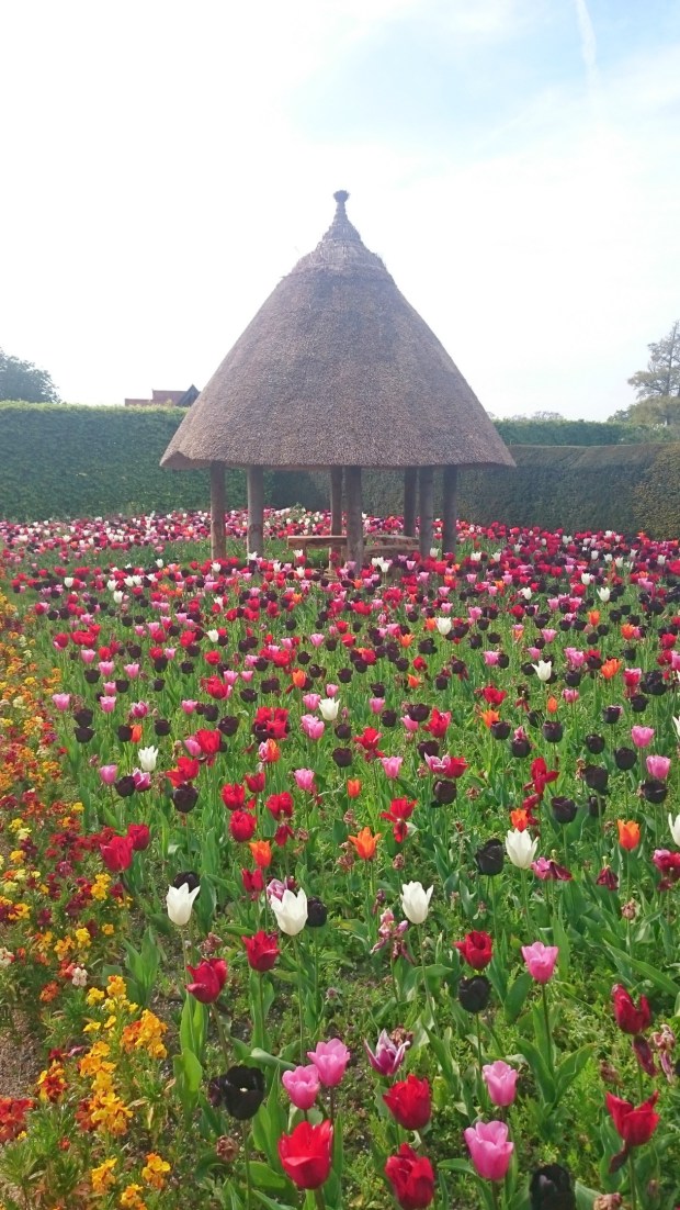 Arundel castle tulip fields