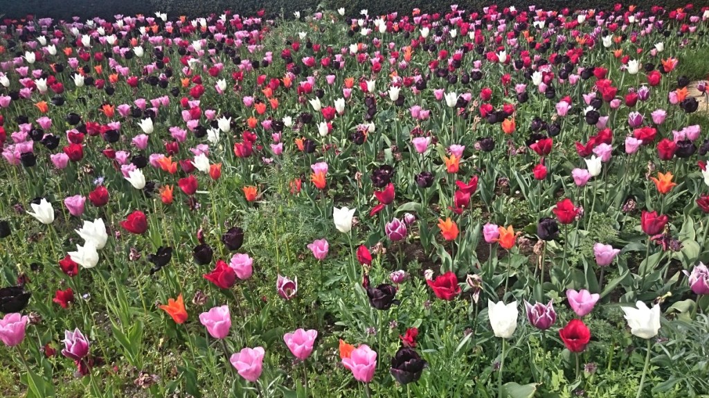 Tulips Arundel castle