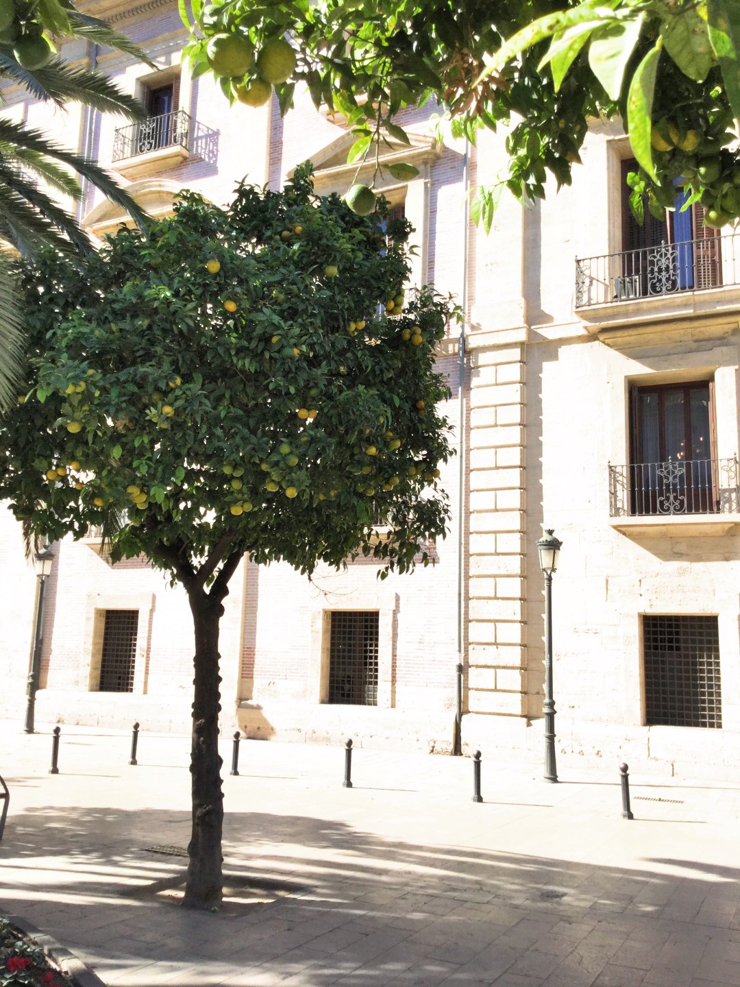 valencia-fruit-kinky-potion-portion