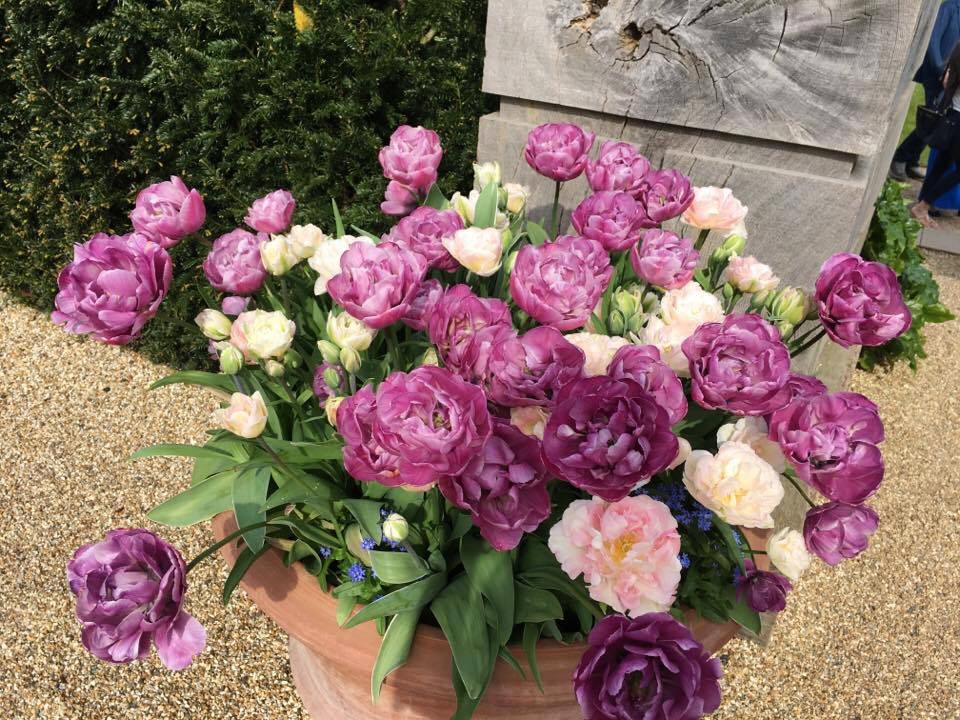 kinky potion potion луковици семена