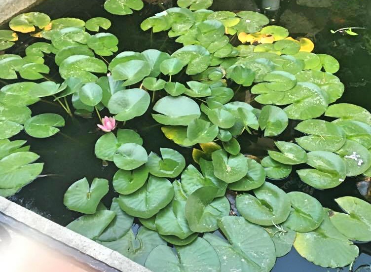 еко подаръци за свети валентин