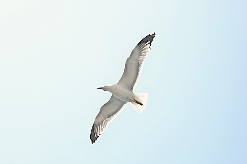 Пяната на дните - книга Борис Виан