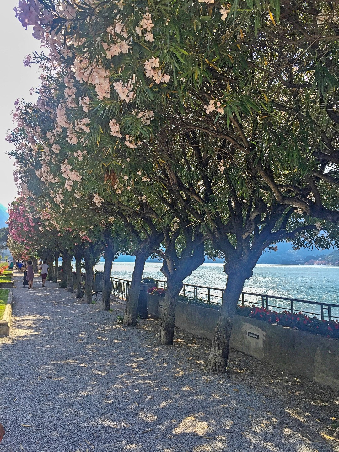 Oleander trees Bellagio lake Como