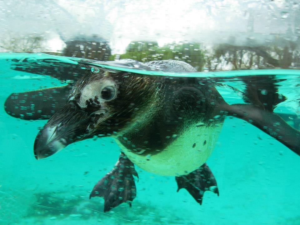 Зоопарк в Лондон адрес