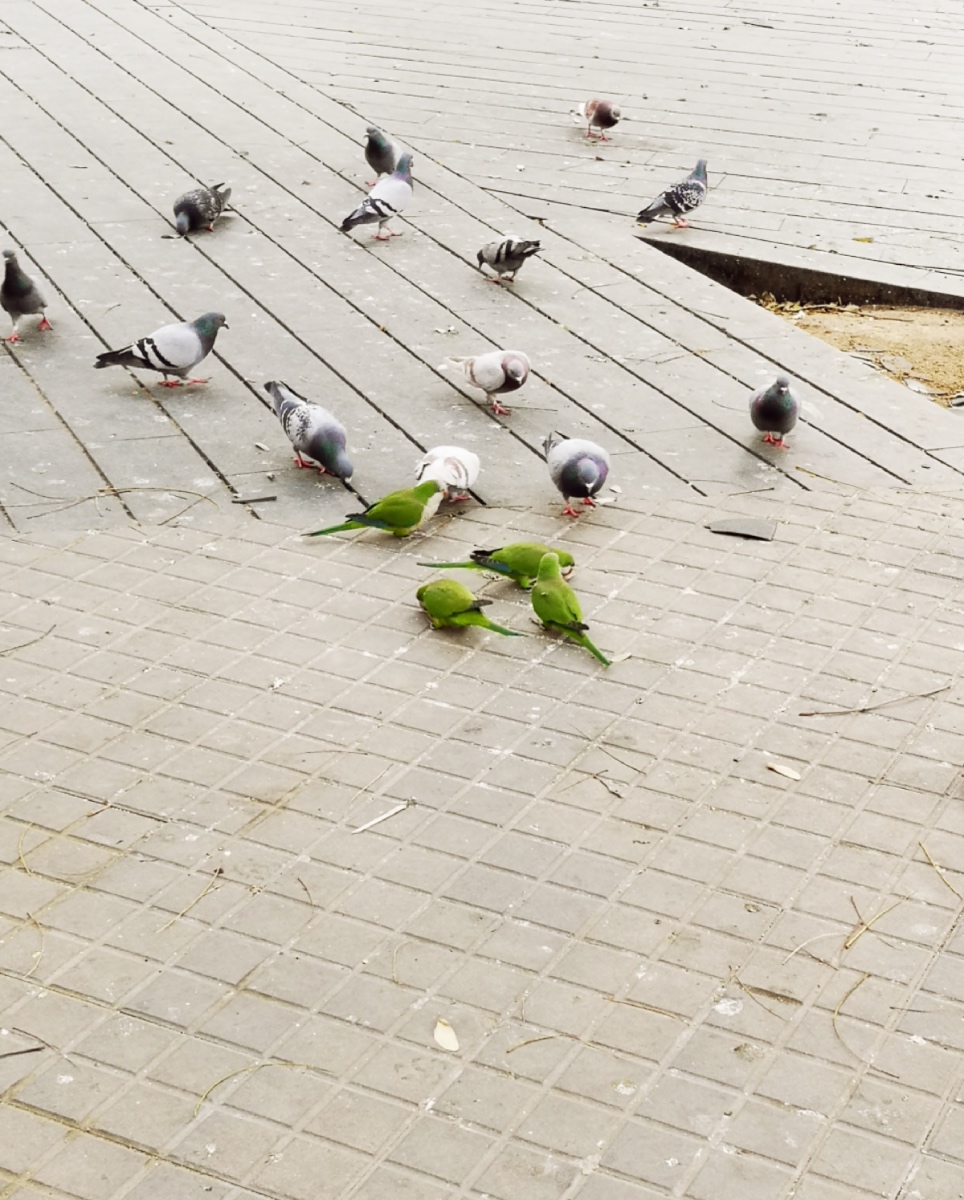 green parrots in Barcelona