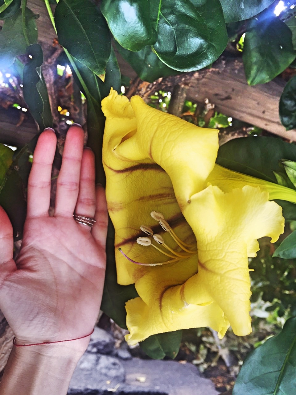 Plants in Lanzarote Canary Islands