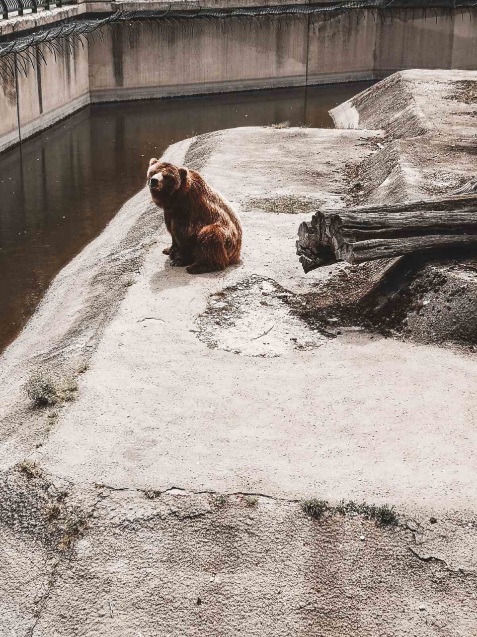 Мечката Вероника в Зоологическата градина в София