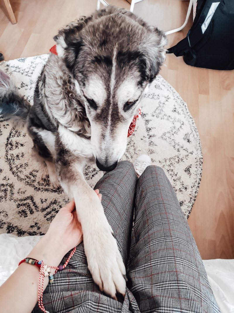 Adopt a dog in Barcelona