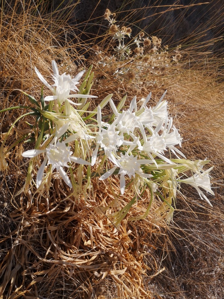 какво е пясъчна лилия